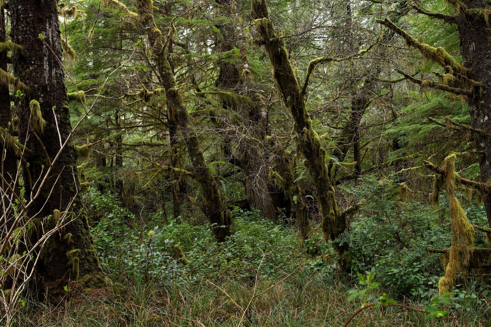 The Coastal Western Screech-Owl Project